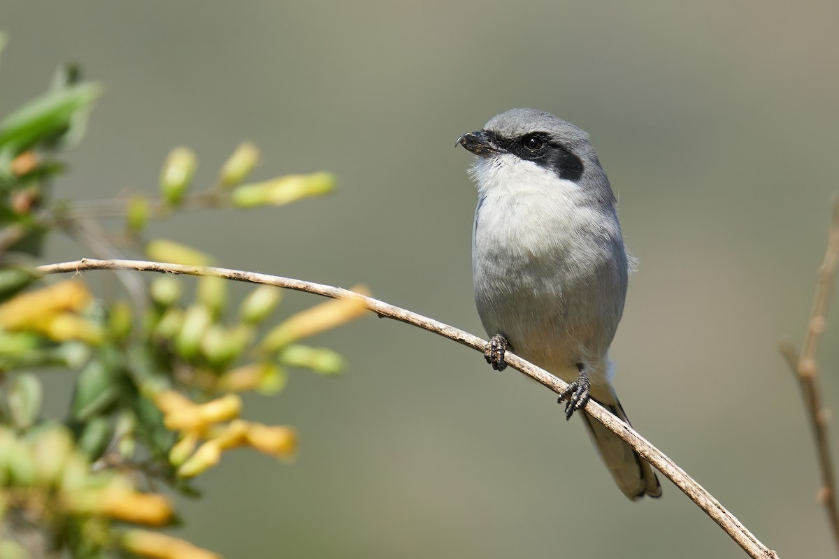 Loggerhead Shrike - Grigory Heaton