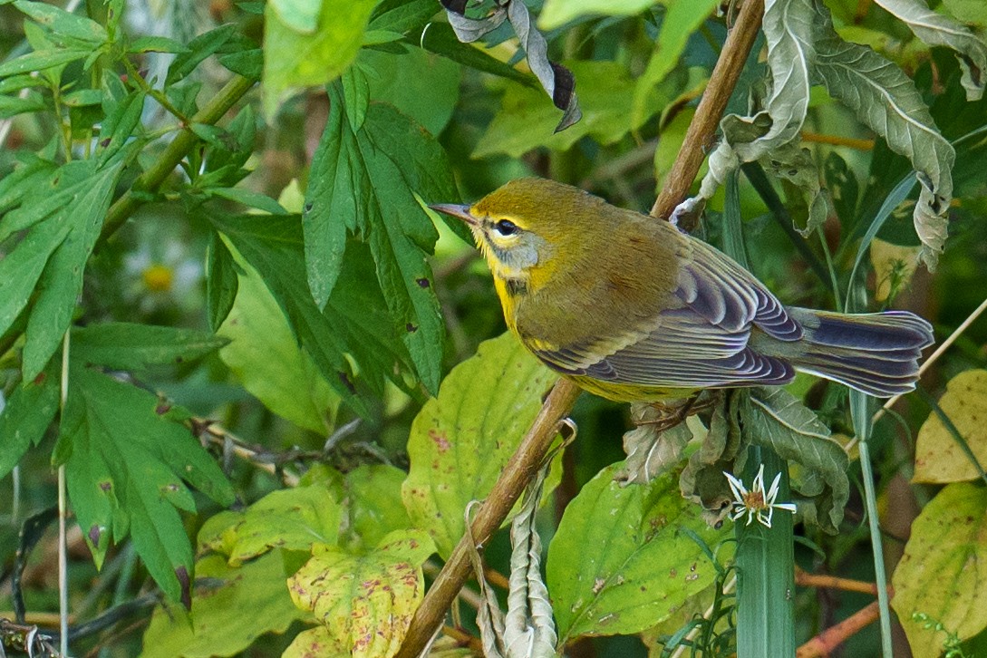 Prairie Warbler - Jeremy Nadel