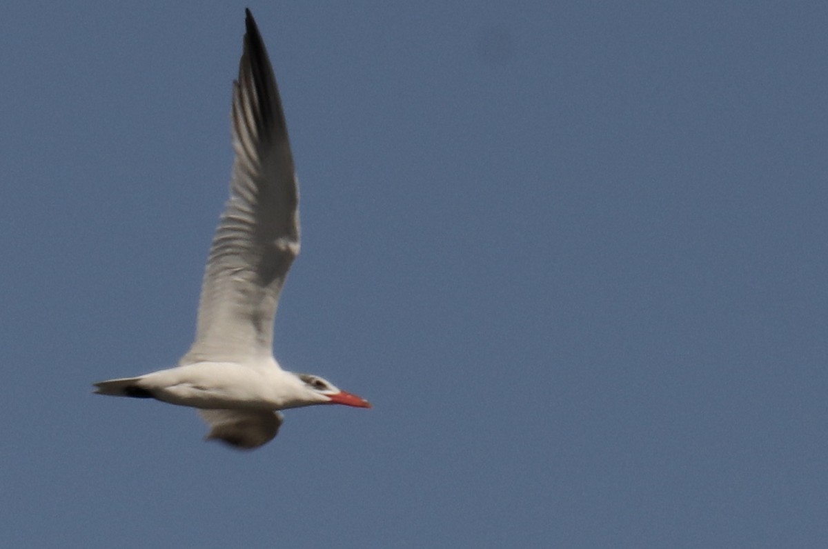 Caspian Tern - ML610019903