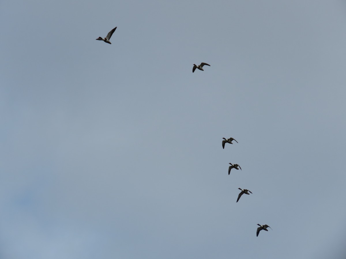 Common Shelduck - ML610020005