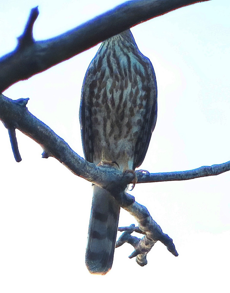 Sharp-shinned Hawk - ML610020061