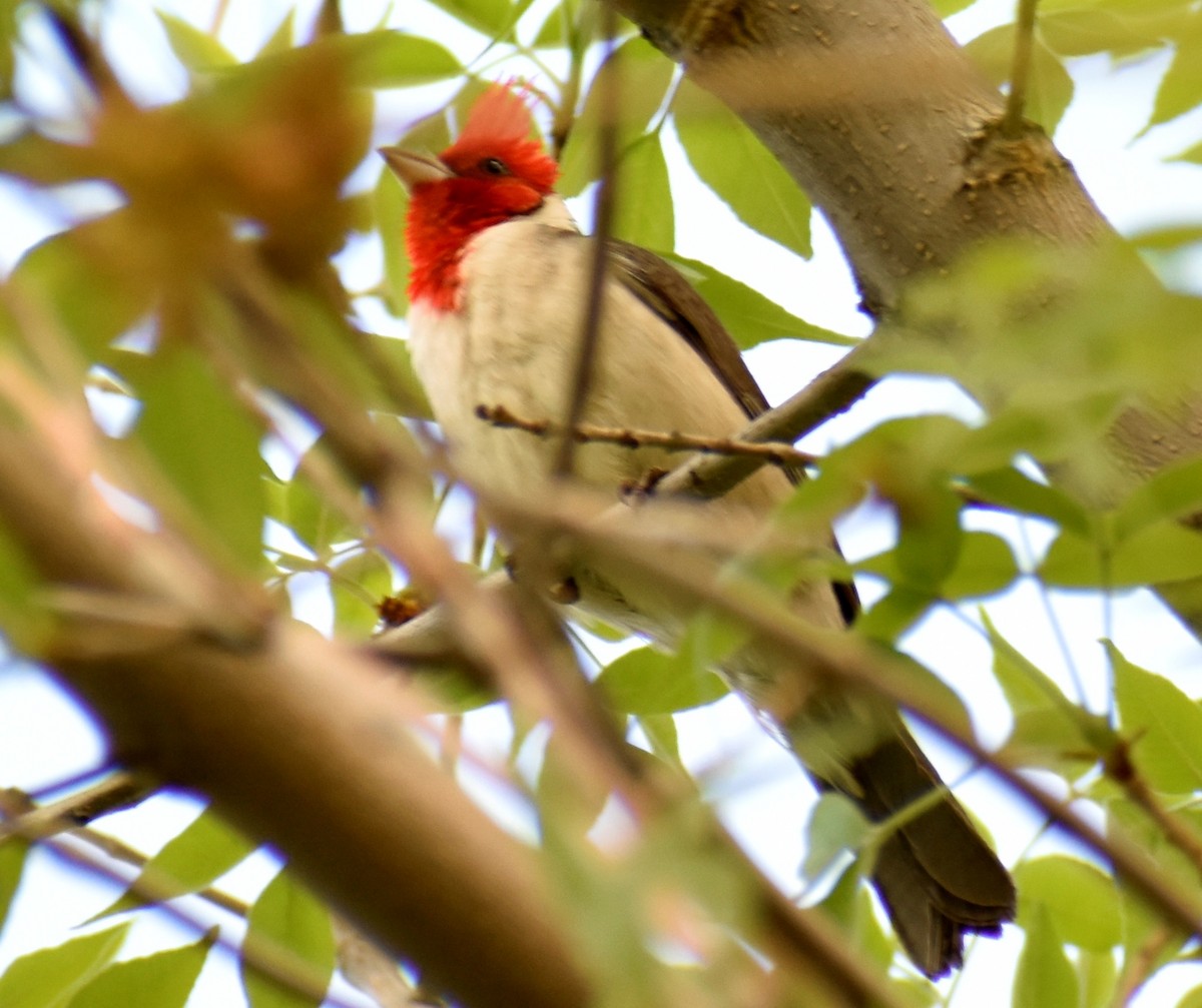 Red-crested Cardinal - ML610020101