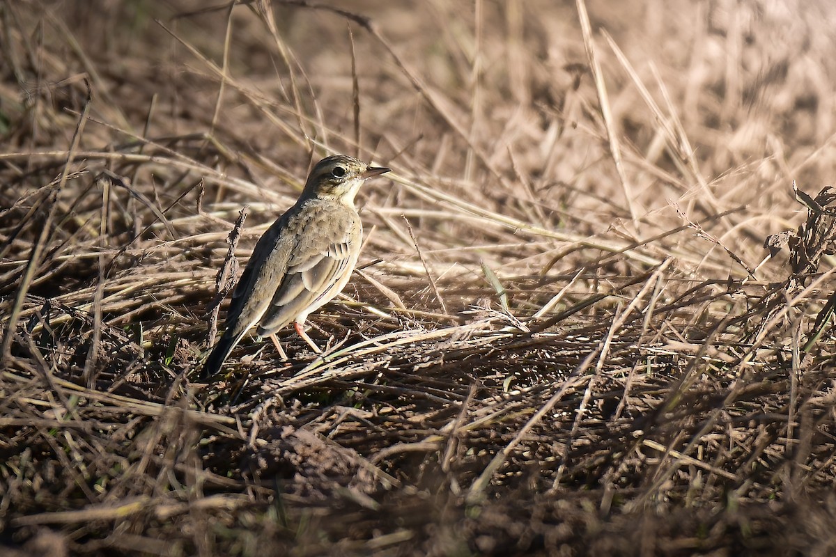 Richard's Pipit - ML610020136