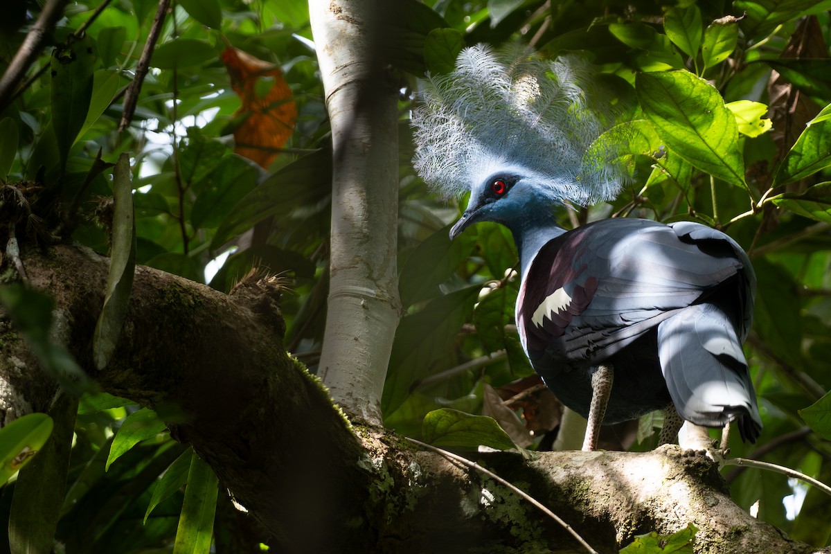 Western Crowned-Pigeon - ML610020138