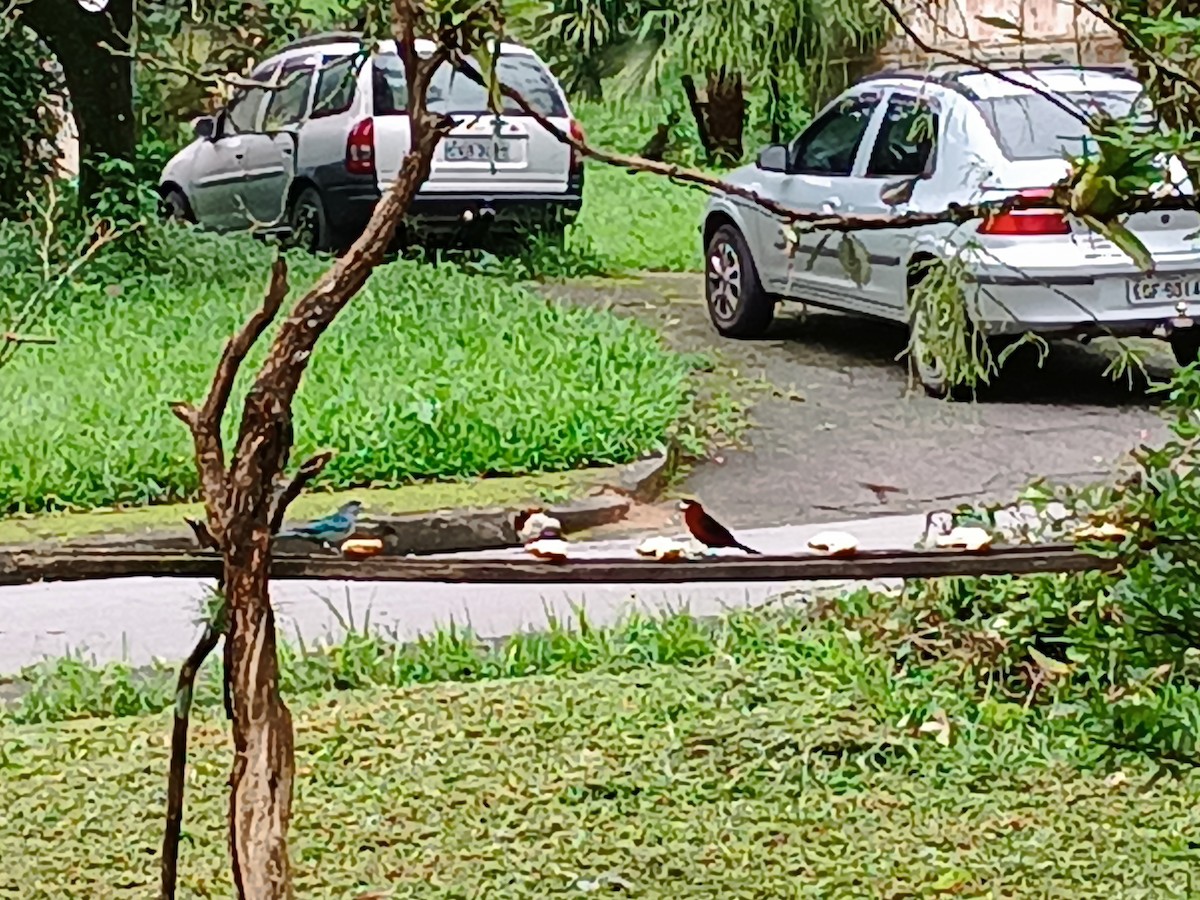 Silver-beaked Tanager - Maíra Luísa Garcia