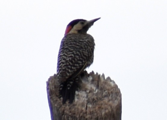 Green-barred Woodpecker - ML610020146