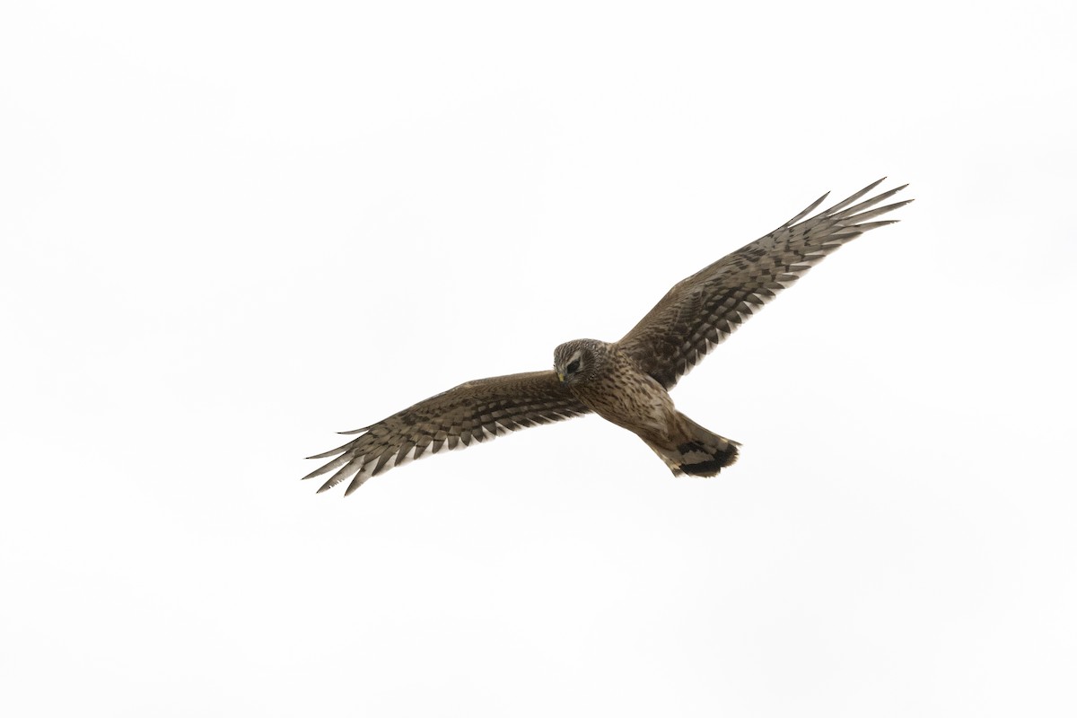 Hen Harrier - Delfin Gonzalez