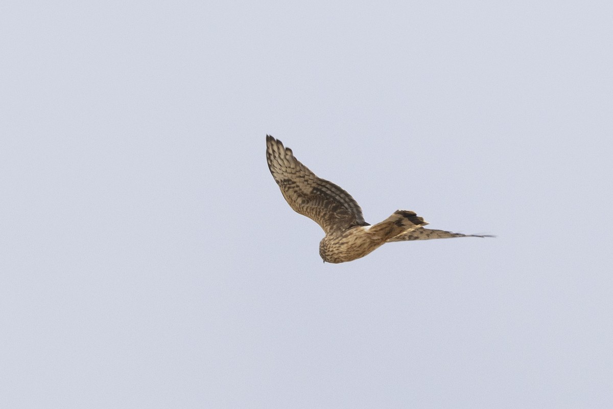 Hen Harrier - Delfin Gonzalez