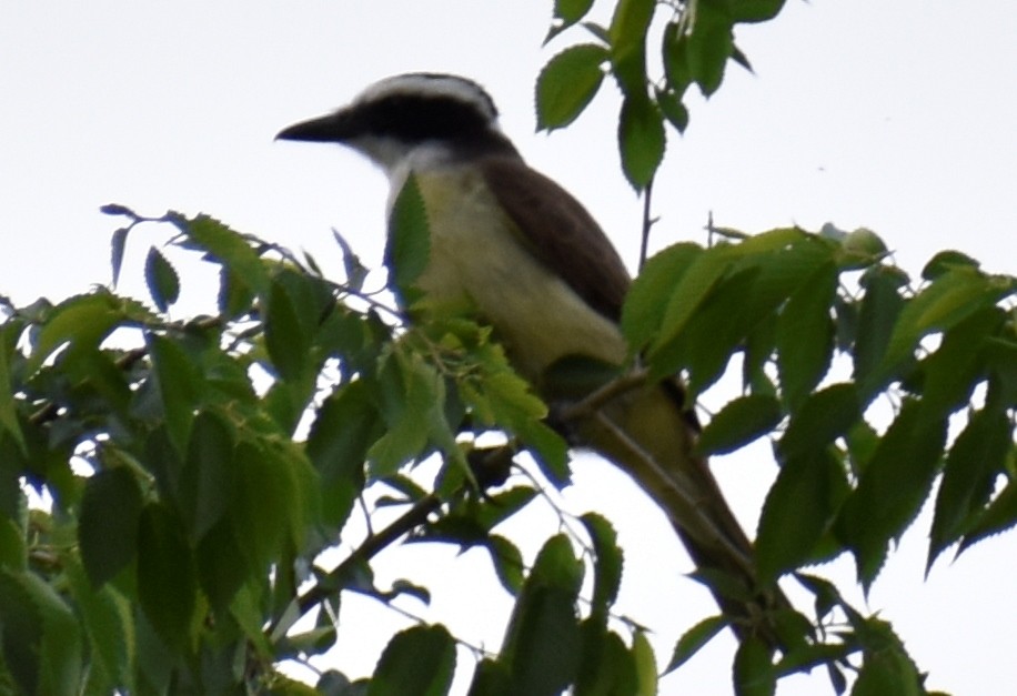 Great Kiskadee - ML610020194