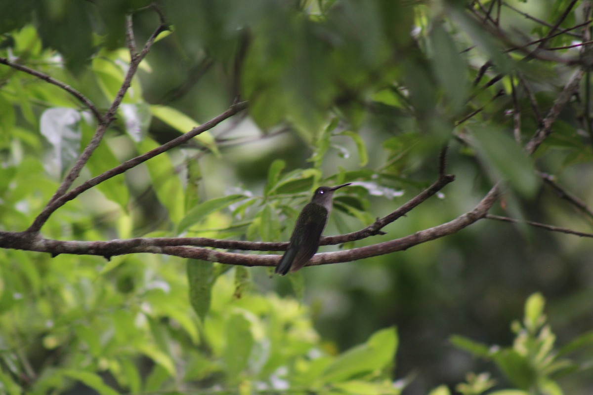 kolibřík šedoprsý - ML610020220