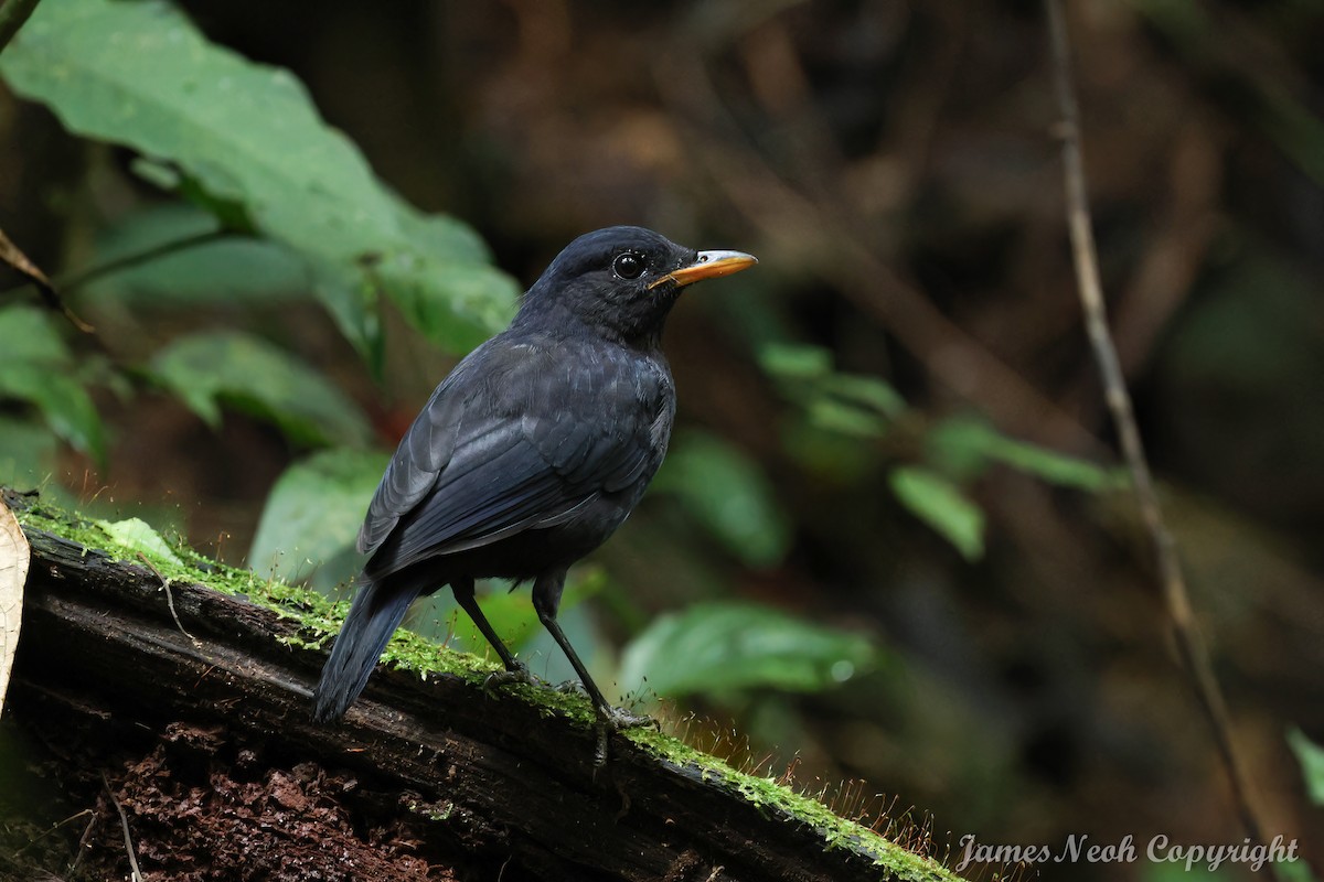 Malayan Whistling-Thrush - ML610020227