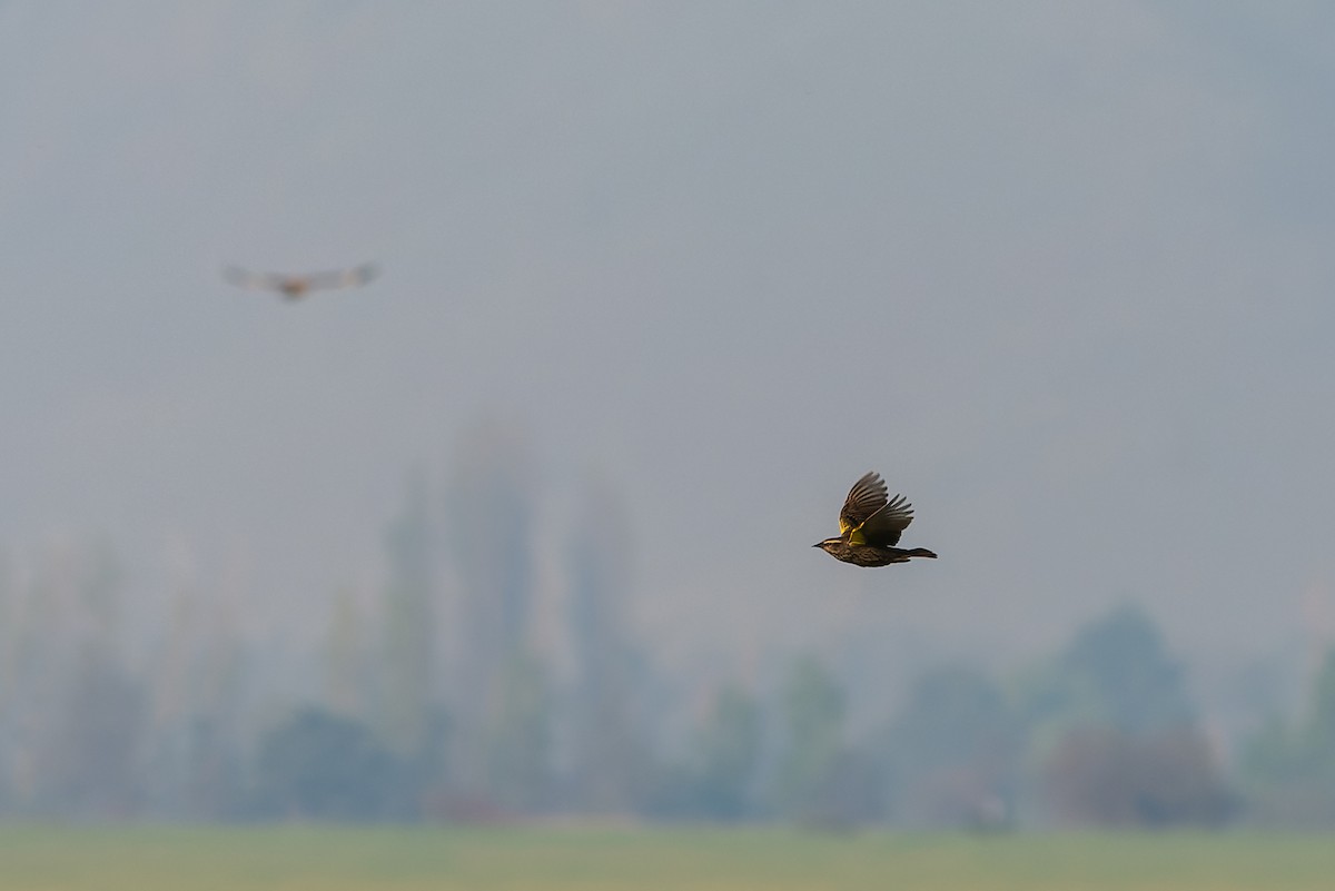 Yellow-winged Blackbird - ML610020232