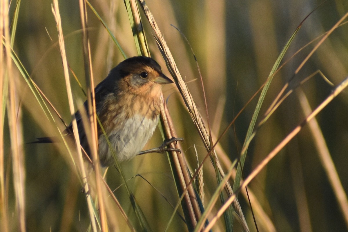 Nelson's Sparrow - ML610020241