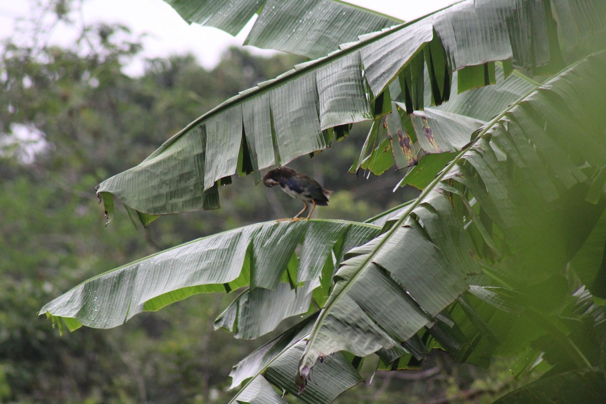 Purple Gallinule - ML610020256