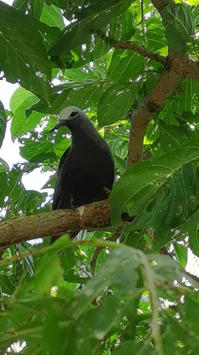 Lesser Noddy - ML610020261