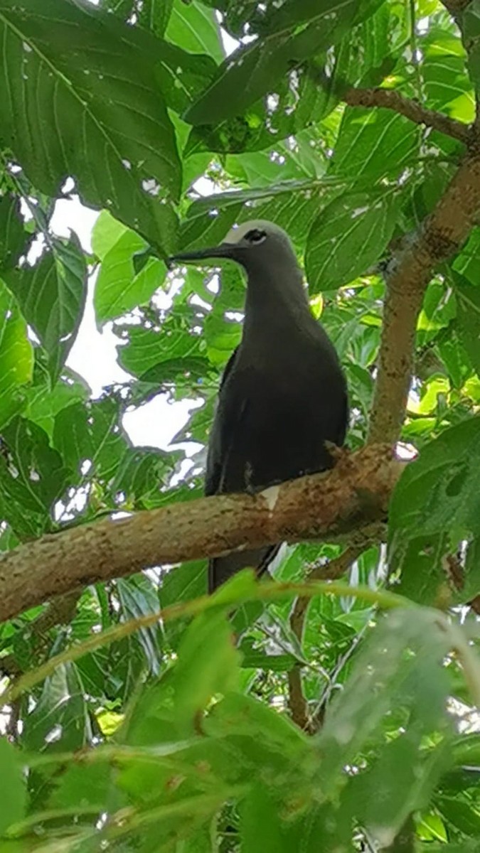 Lesser Noddy - Виктория Приходько