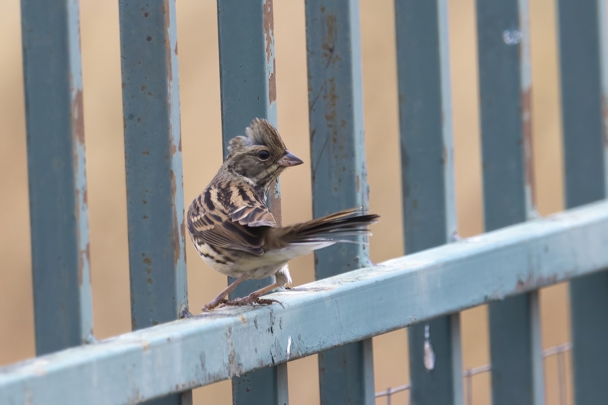 Black-faced/Masked Bunting - ML610020271