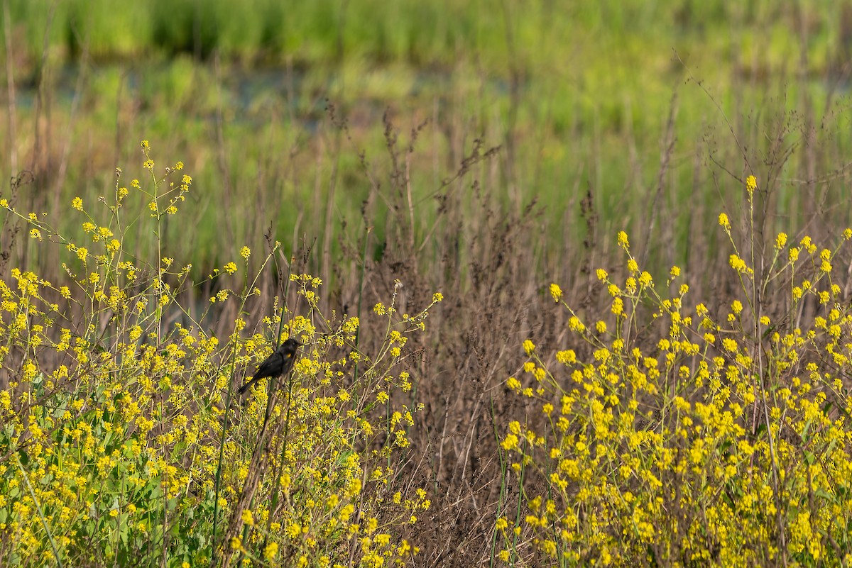 Yellow-winged Blackbird - ML610020278