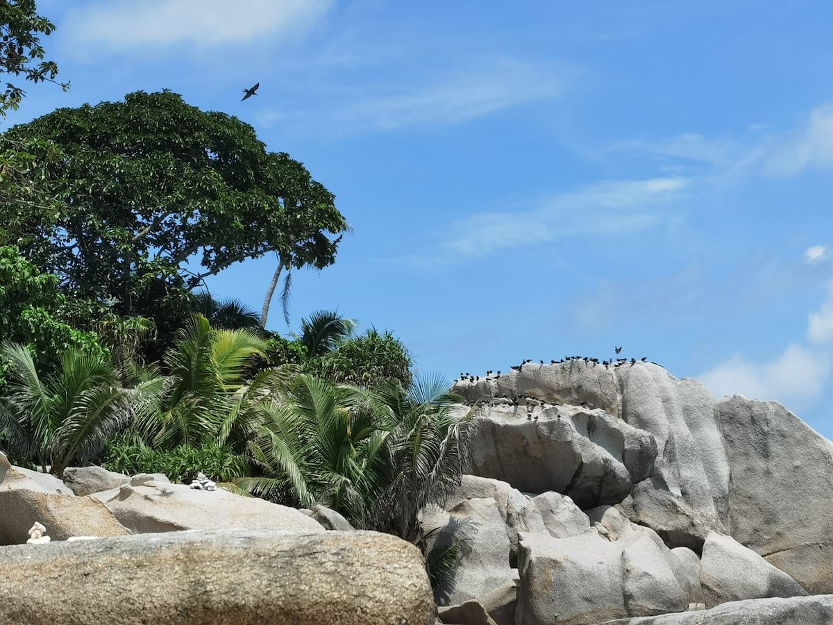 White-tailed Tropicbird - ML610020287