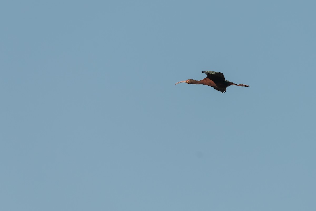 ibis americký - ML610020462