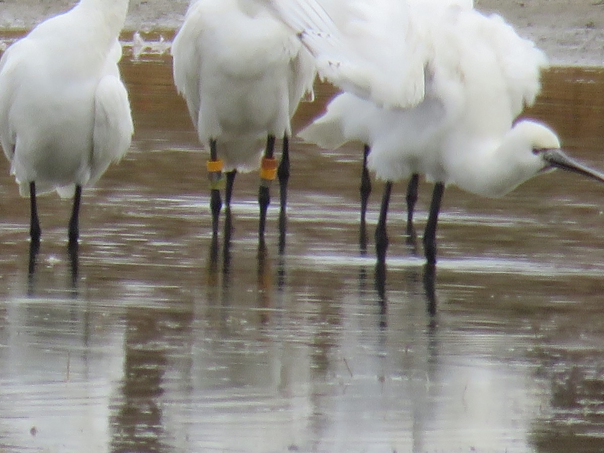 Eurasian Spoonbill - Rocío GO VI