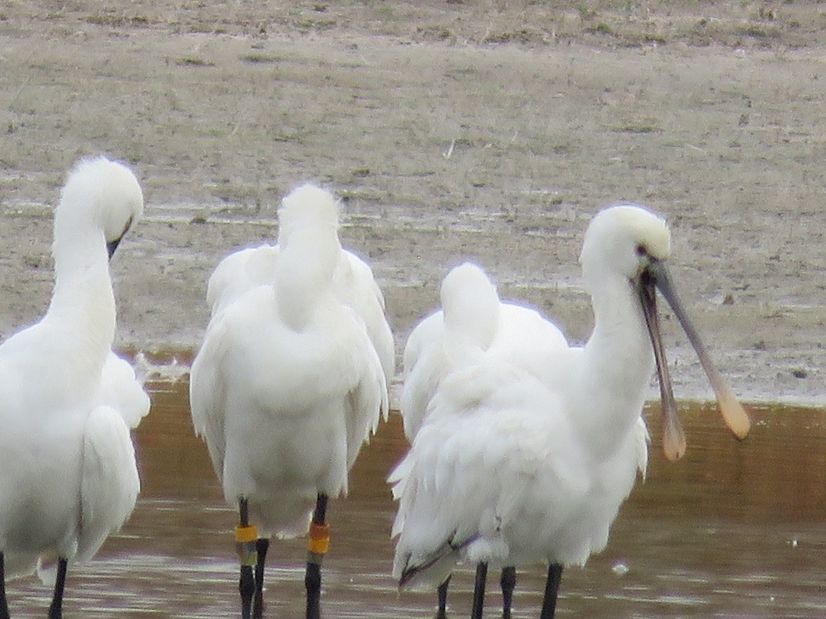 Eurasian Spoonbill - ML610020474