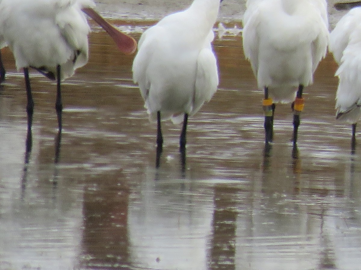 Eurasian Spoonbill - ML610020478