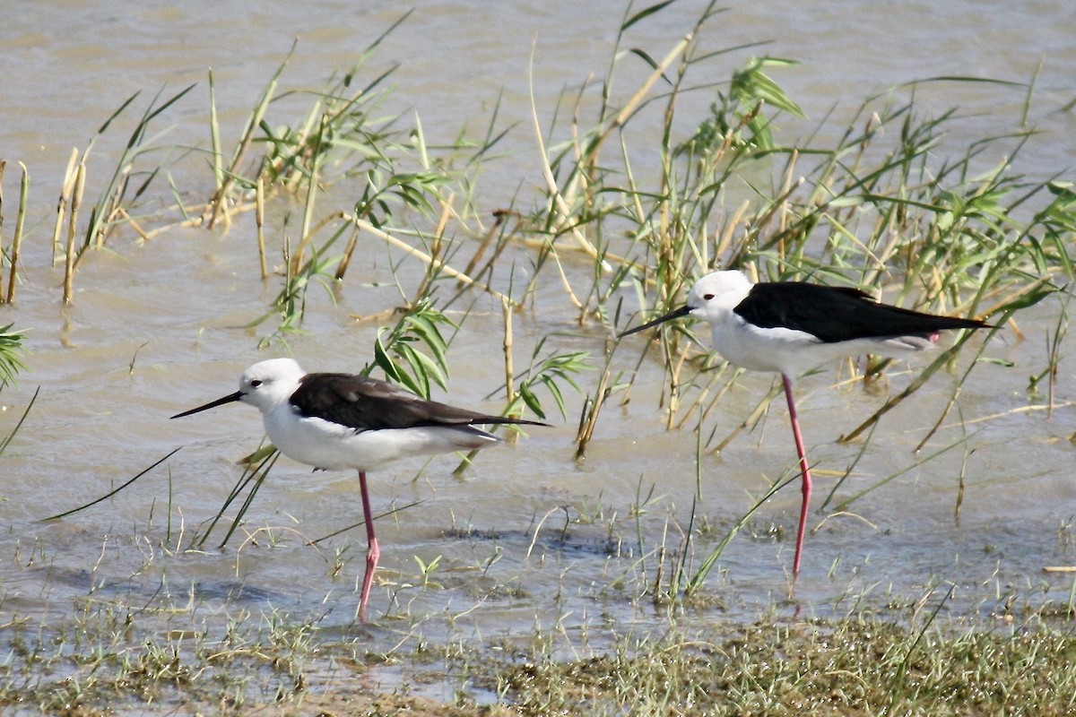 Black-winged Stilt - ML610020514