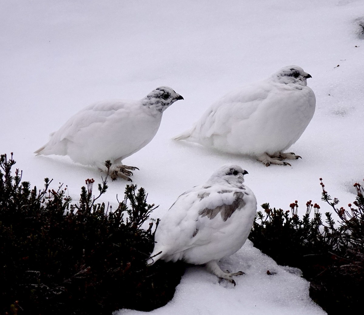 White-tailed Ptarmigan - maxine reid