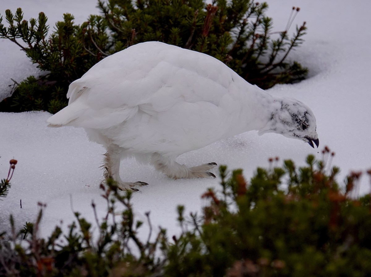 Weißschwanz-Schneehuhn - ML610020595