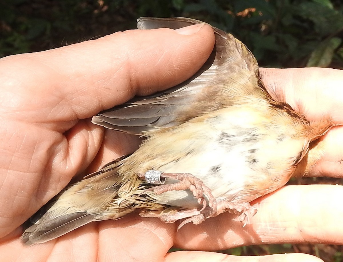 Red-collared Widowbird - Dieter Oschadleus