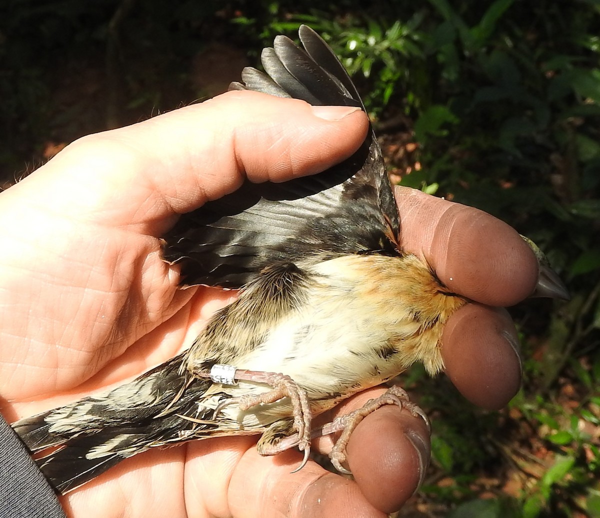 Red-collared Widowbird - Dieter Oschadleus