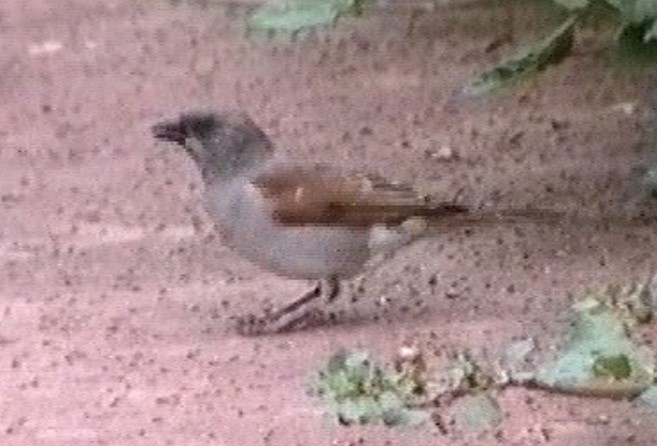 Northern Gray-headed Sparrow - ML610020662