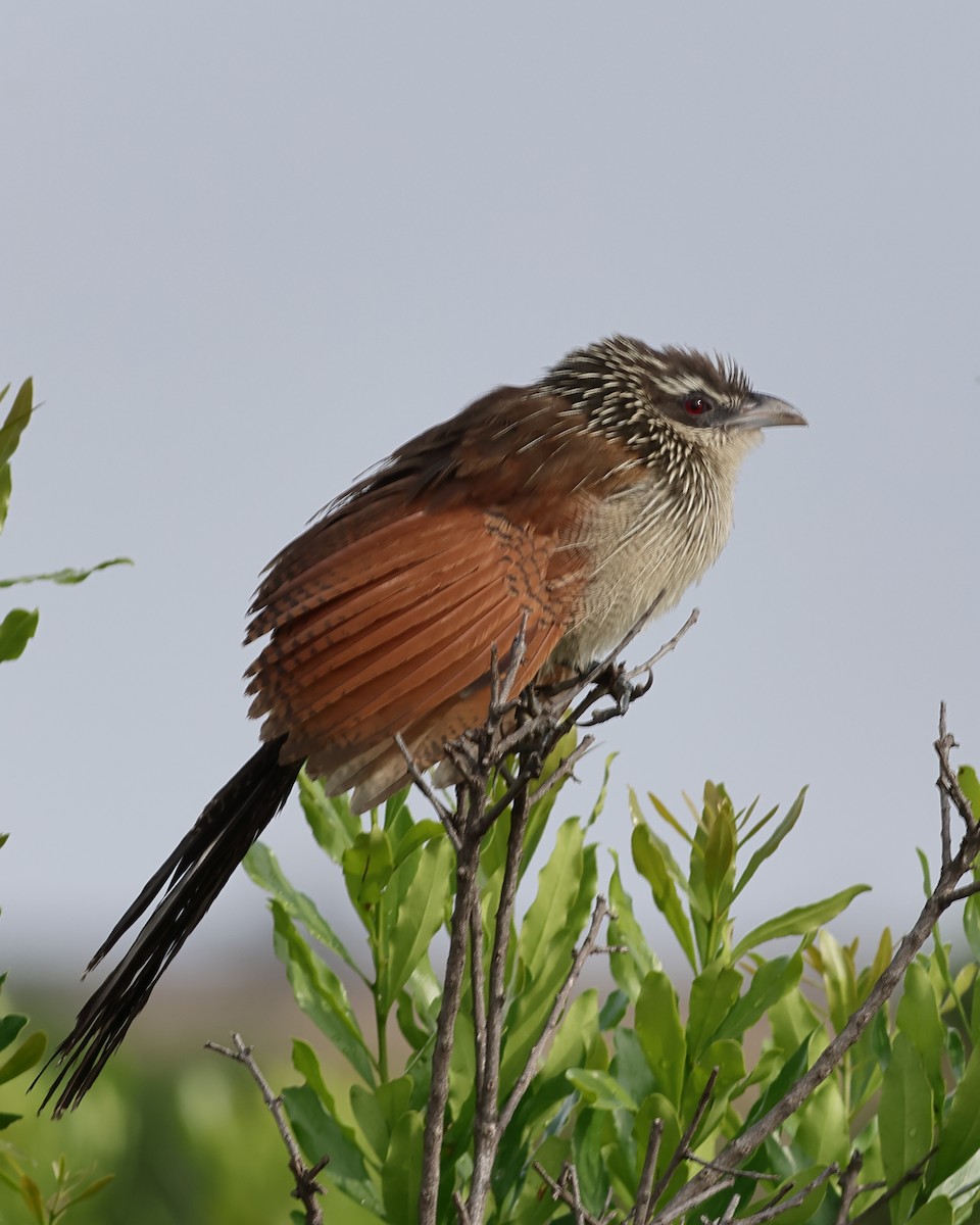 White-browed Coucal - ML610020750