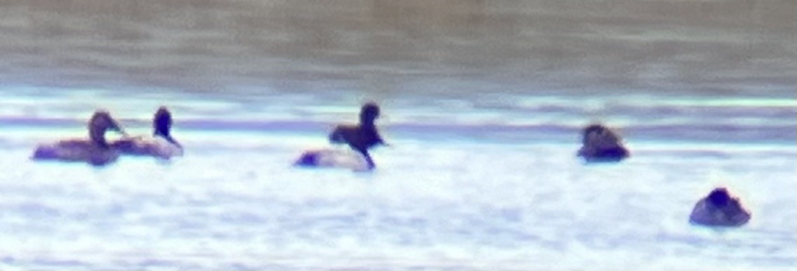 Surf Scoter - ML610020819