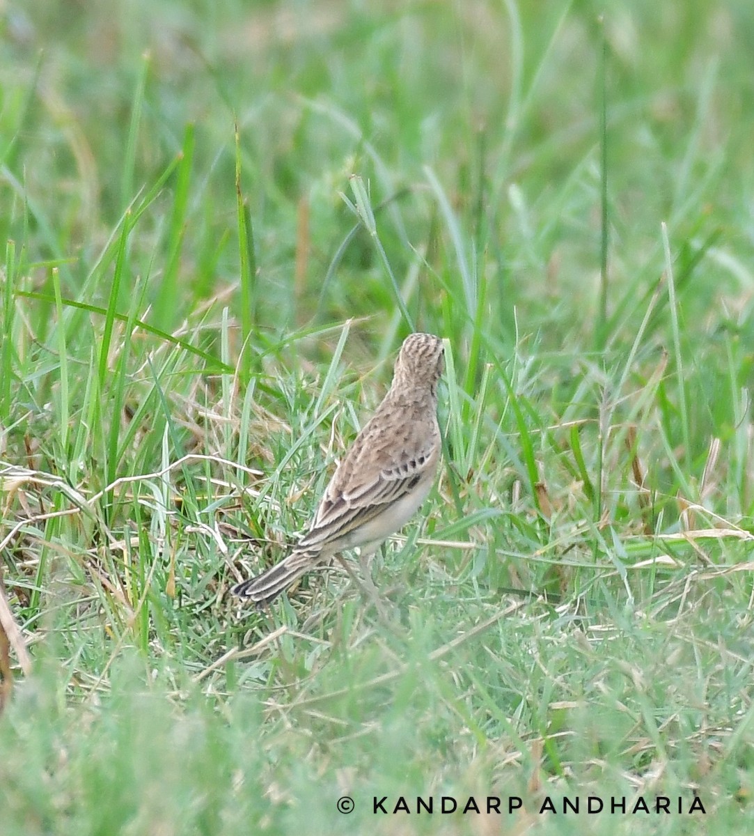 Blyth's Pipit - ML610020848