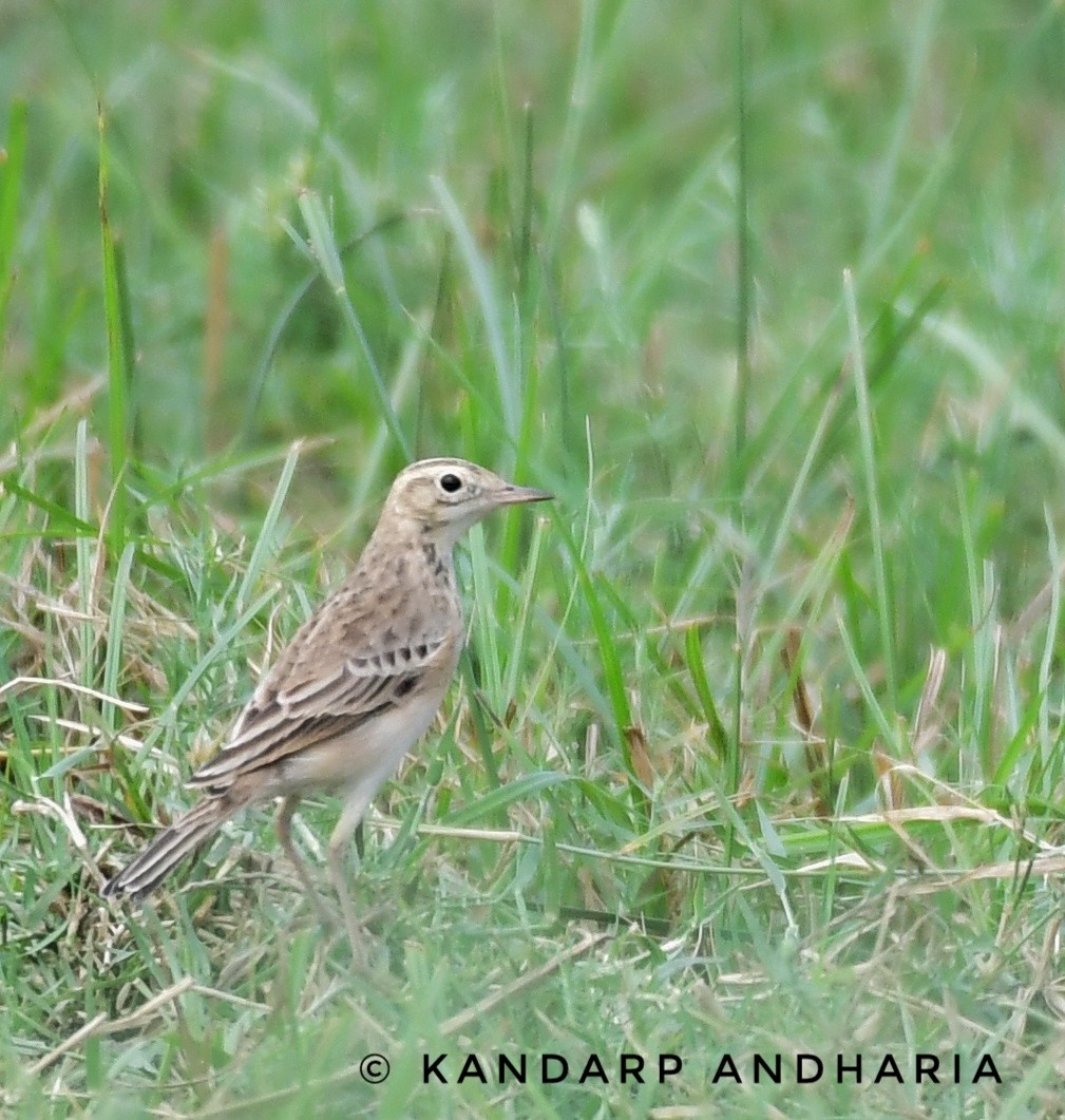 Blyth's Pipit - ML610020849