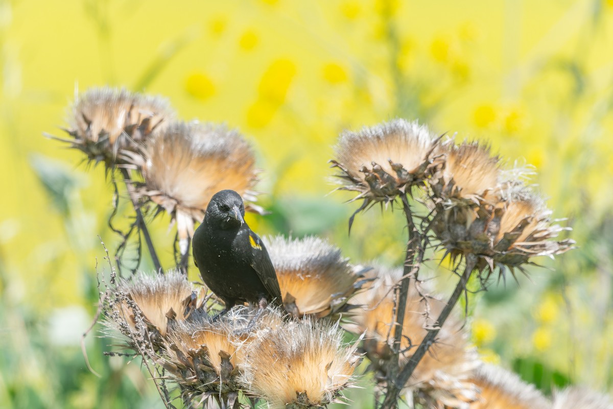 Yellow-winged Blackbird - ML610020889