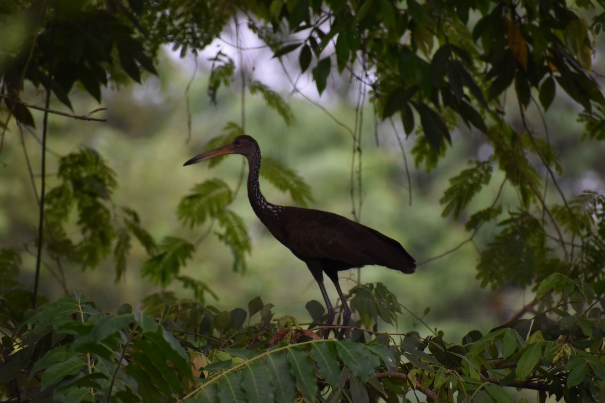 Limpkin - ML610020900