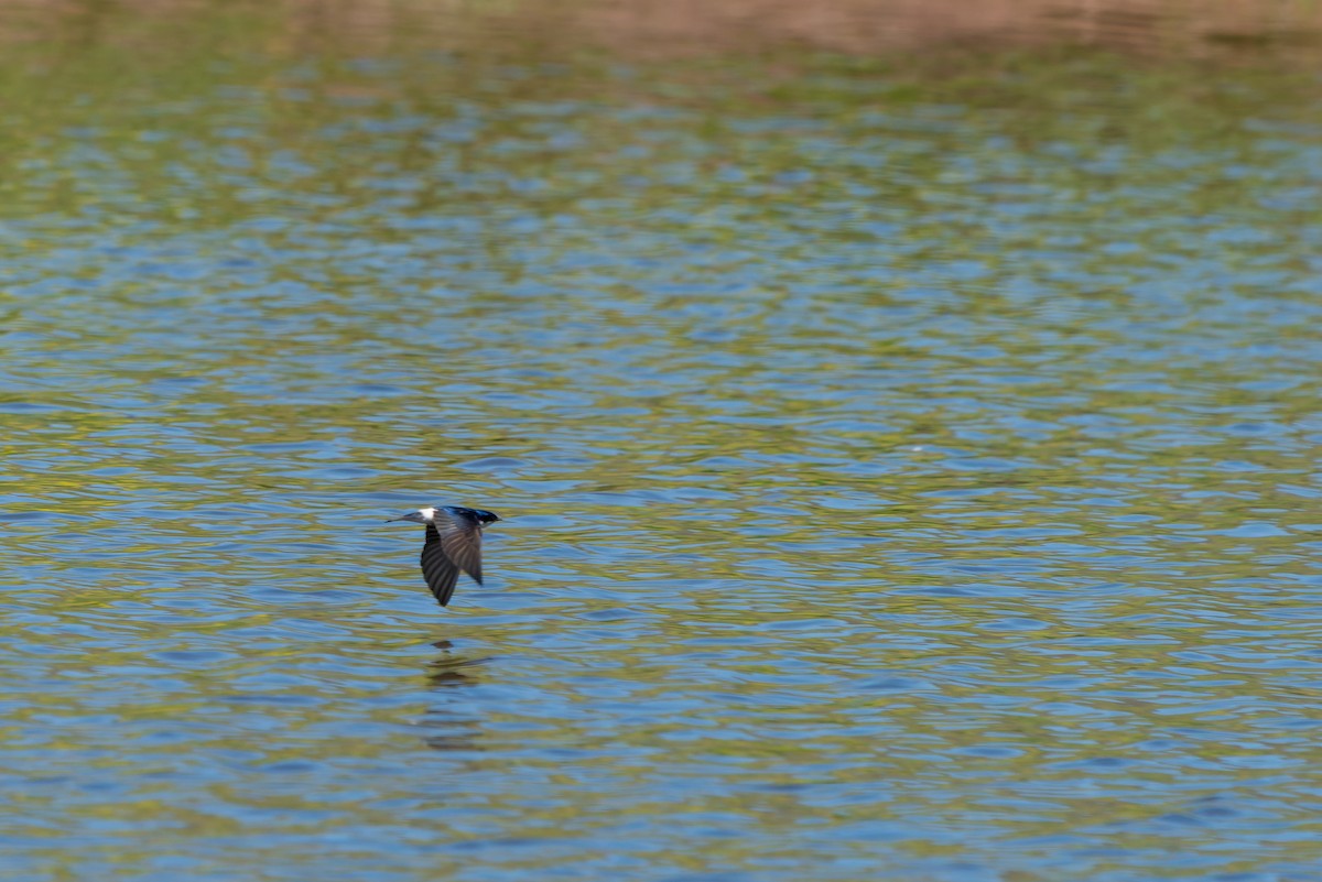 Chilean Swallow - ML610020954