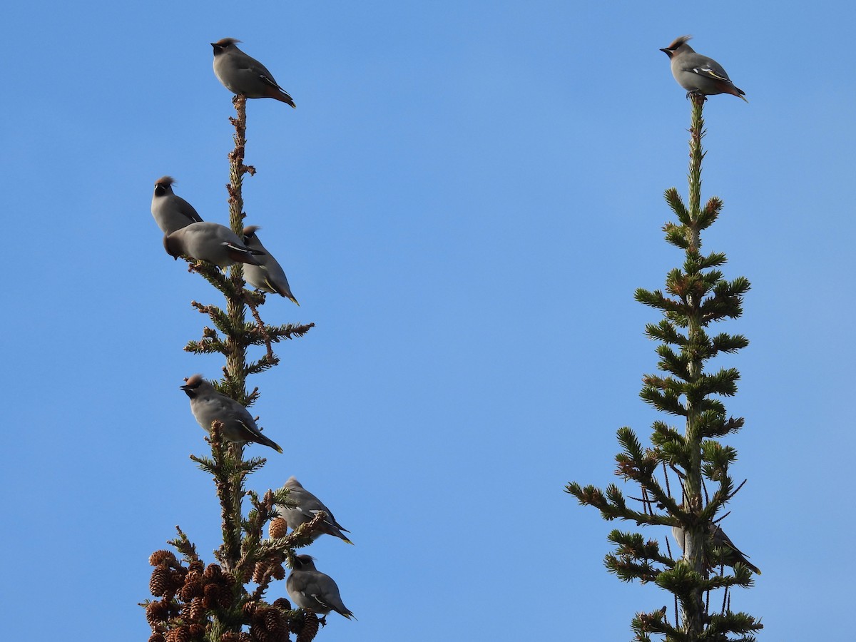 Bohemian Waxwing - ML610021138