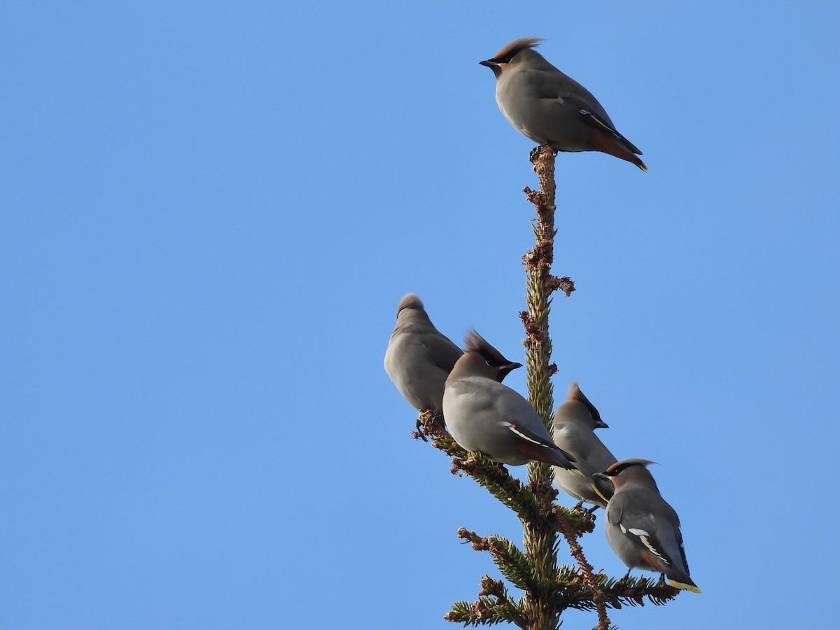 Bohemian Waxwing - ML610021141