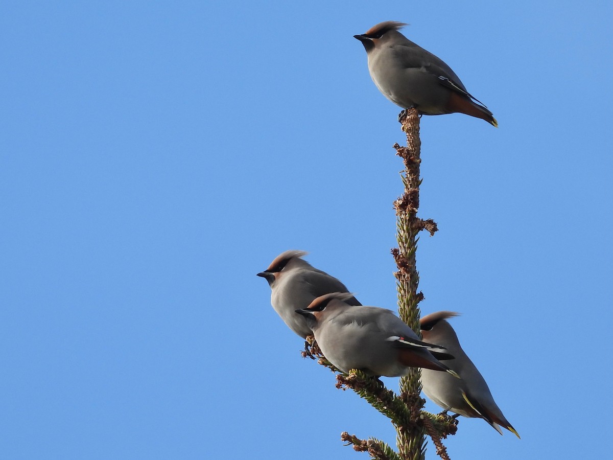 Bohemian Waxwing - ML610021145