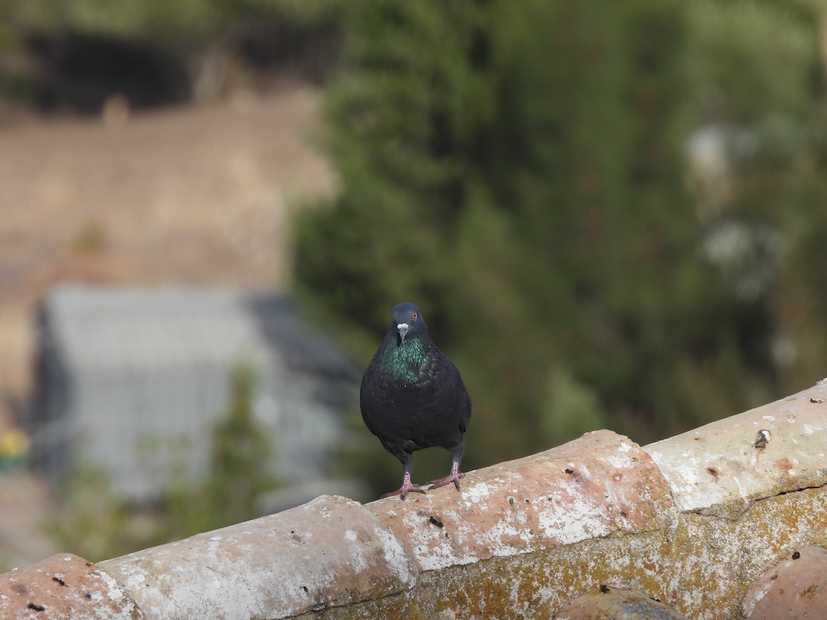 Rock Pigeon (Feral Pigeon) - ML610021196