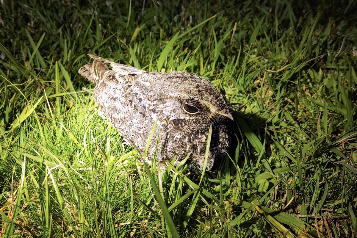 Sickle-winged Nightjar - ML610021397