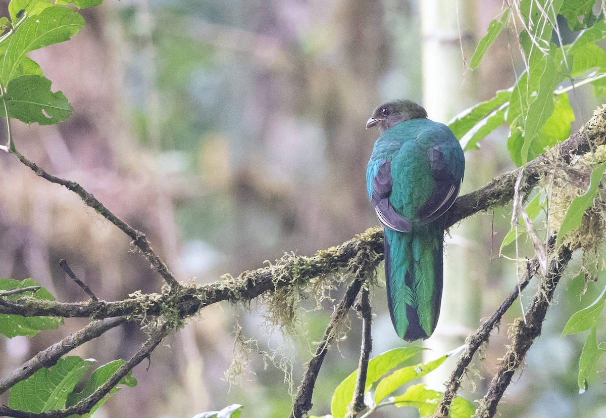 Golden-headed Quetzal - ML610021400