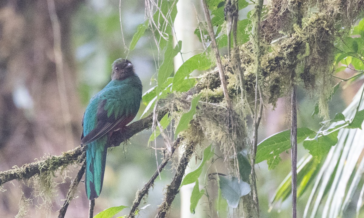 Golden-headed Quetzal - ML610021401