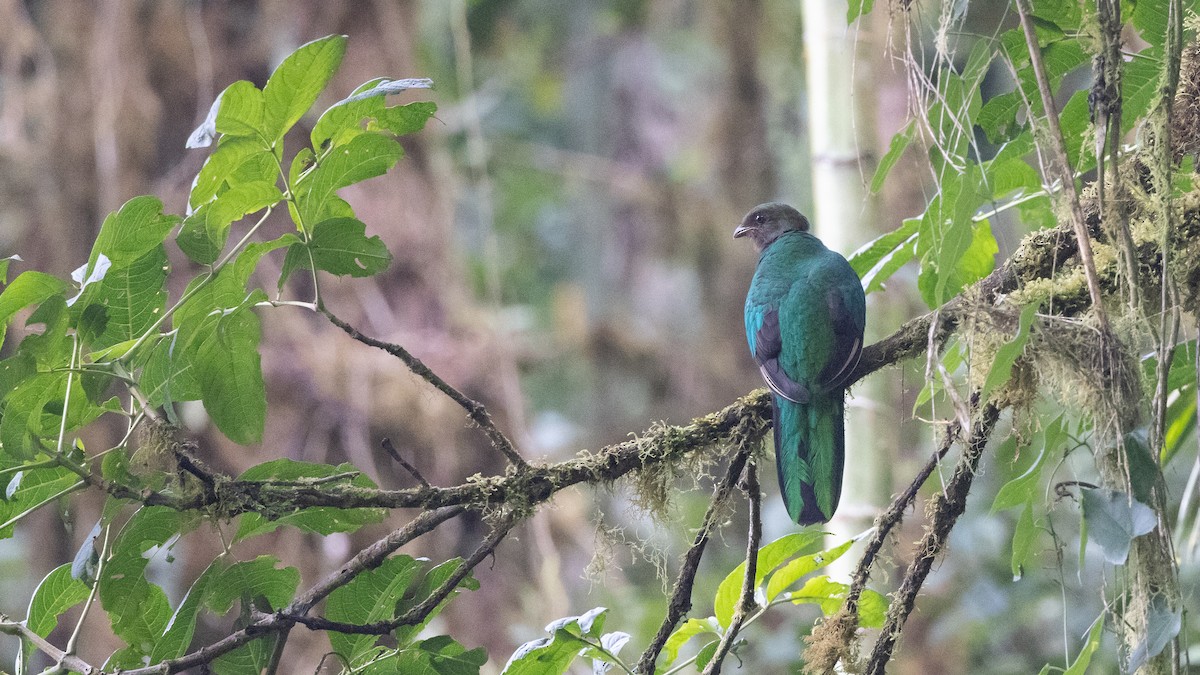 Quetzal Cabecidorado - ML610021402