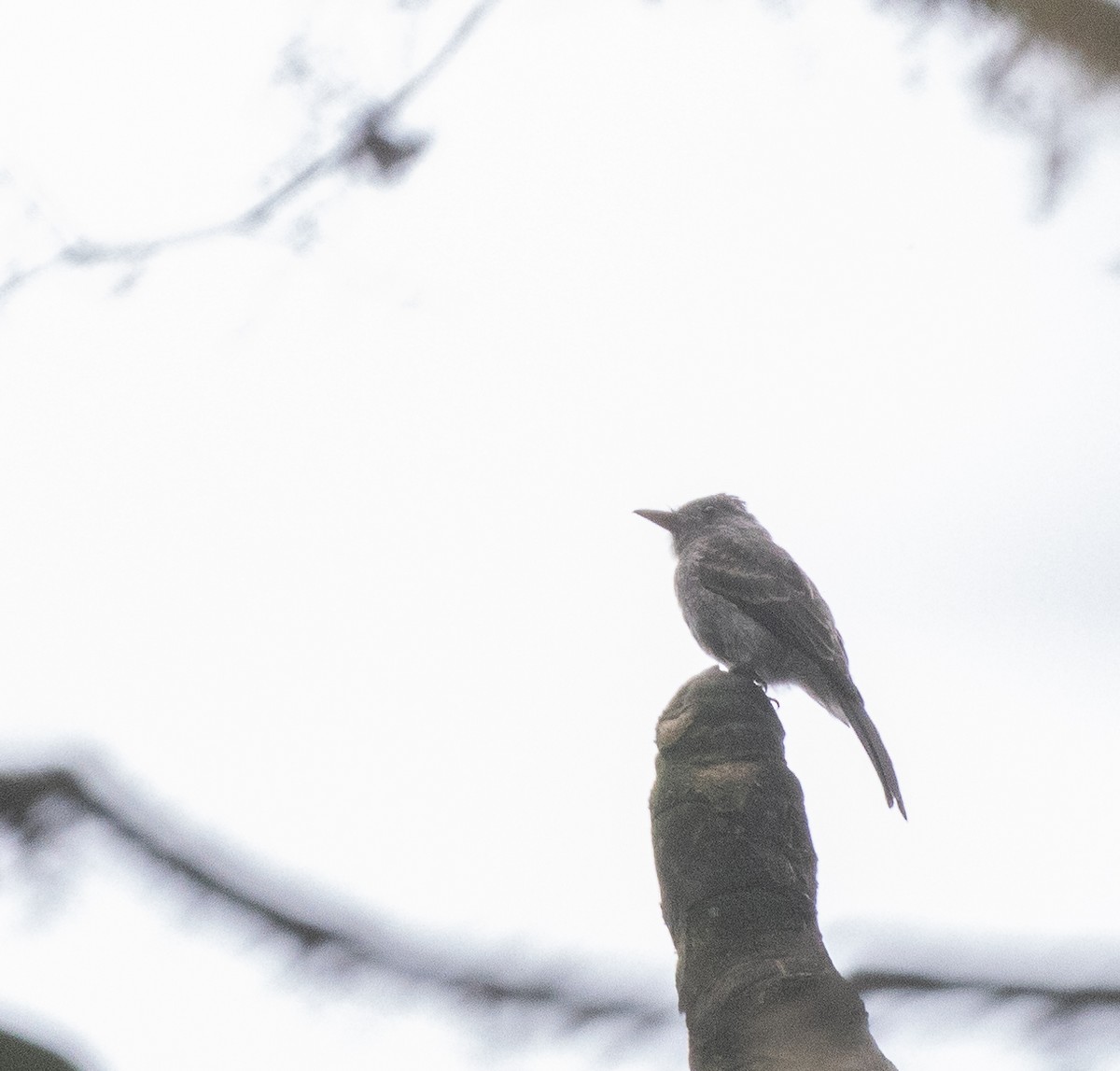 Smoke-colored Pewee - ML610021456