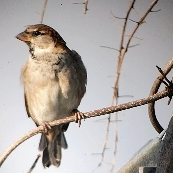 House Sparrow - Liliana Matute Mandujano